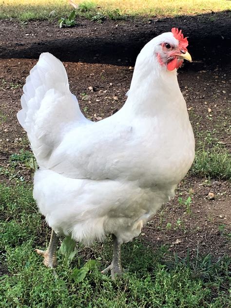 white jersey giant chicks|characteristics of jersey giant chicken.